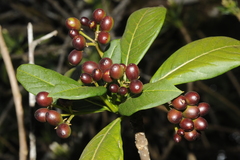 Rauvolfia densiflora